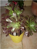 aeonium